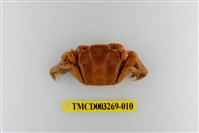 藏品(字纹弓蟹)的圖片